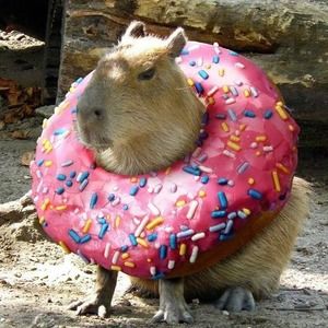 Meet your Posher, Lisa